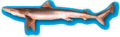 Cazón :  Galeorhinus Galeus  tamaño 1-1,50 mts